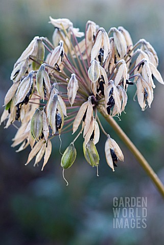 AGAPANTHUS_AFRICANUS