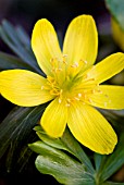 ERANTHIS HYEMALIS, WINTER ACONITE