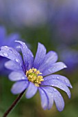 ANEMONE BLANDA