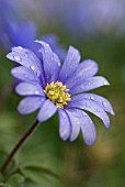 ANEMONE BLANDA