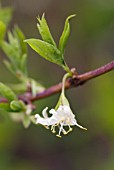 LONICERA FRAGRANTISSIMA