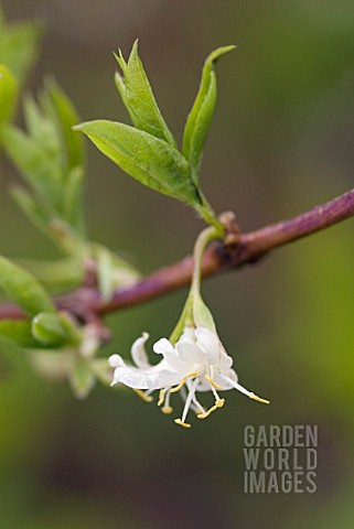 LONICERA_FRAGRANTISSIMA