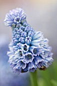 MUSCARI AZUREUM GRAPE HYACINTH