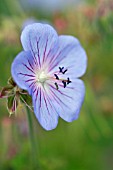 GERANIUM DISTANT HILLS