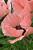 PAPAVER ORIENTALE HELEN ELIZABETH ORIENTAL POPPY