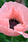 PAPAVER ORIENTALE HELEN ELIZABETH ORIENTAL POPPY