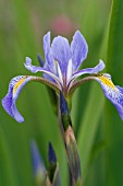 IRIS ROBUSTA GERALD DARBY