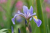 IRIS ROBUSTA GERALD DARBY