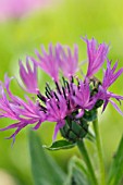 CENTAUREA MONTANA VIOLETTA KNAPWEED