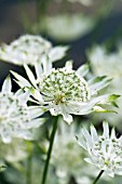 ASTRANTIA MAJOR SSP INVOLUCRATA MOIRA REID MASTERWORT