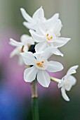 NARCISSUS PAPYRACEUS PAPER WHITE DAFFODIL