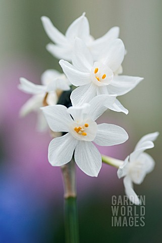 NARCISSUS_PAPYRACEUS_PAPER_WHITE_DAFFODIL