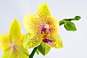 PHALAEONOPSIS HYBRID YELLOW