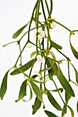 VISCUM ALBUM MISTLETOE