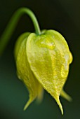 CLEMATIS BILL MACKENZIE