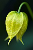 CLEMATIS BILL MACKENZIE