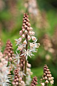 TIARELLA SPRING SYMPHONY FOAM FLOWER