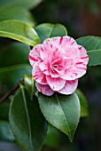 CAMELLIA JAPONICA BETTY FOY SANDERS