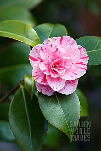 CAMELLIA_JAPONICA_BETTY_FOY_SANDERS