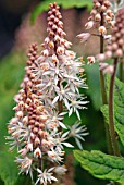 TIARELLA SPRING SYMPHONY FOAM FLOWER