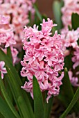 HYACINTHUS ORIENTALIS PINK SURPRISE