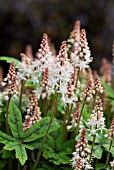 TIARELLA SPRING SYMPHONY FOAM FLOWER