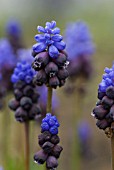 MUSCARI LATIFOLIUM GRAPE HYACINTH