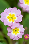 PRIMULA IRIS MAINWARING