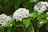 VIBURNUM X BURKWOODII ANNE RUSSELL