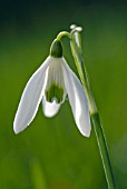 GALANTHUS NIVALIS COMMON SNOWDROP