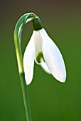 GALANTHUS NIVALIS COMMON SNOWDROP