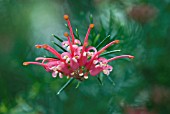 GREVILLEA CANBERRA GEM