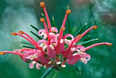 GREVILLEA CANBERRA GEM