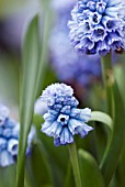 MUSCARI AZUREUM GRAPE HYACINTH