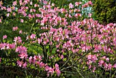 RHODODENDRON PRINOPHYLLUM MARIE HOFFMAN