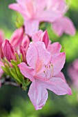 RHODODENDRON PRINOPHYLLUM MARIE HOFFMAN