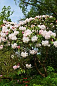 RHODODENDRON LODERI PINK DIAMOND