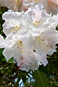 RHODODENDRON LODERI PINK DIAMOND