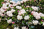 RHODODENDRON LODERI PINK DIAMOND