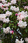 RHODODENDRON LODERI PINK DIAMOND