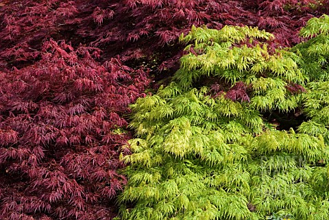 ACER_PALMATUM_DISSECTUM_JAPANESE_MAPLE