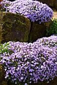 PHLOX SUBULATA EMERALD CUSHION BLUE