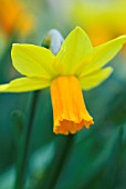 NARCISSUS JETFIRE DAFFODIL