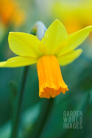 NARCISSUS_JETFIRE_DAFFODIL