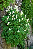 CORYDALIS OCHROLEUCA GROWING ON A WALL AT RHS WISLEY