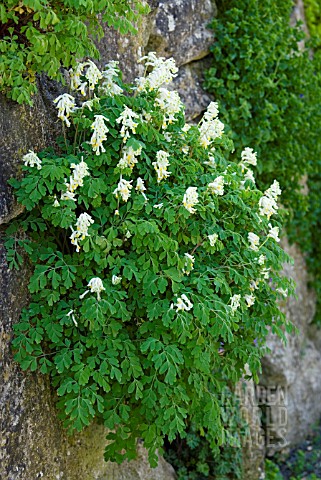 CORYDALIS_OCHROLEUCA_GROWING_ON_A_WALL_AT_RHS_WISLEY