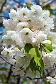 PRUNUS SERRULATA SHOGETSU JAPANESE FLOWERING CHERRY