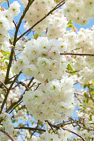 PRUNUS_SERRULATA_SHOGETSU_JAPANESE_FLOWERING_CHERRY