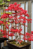 ACER PALMATUM DESHOJO JAPANESE RED MAPLE IN THE BONSAI GARDEN AT RHS WISLEY