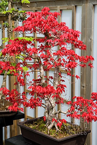 ACER_PALMATUM_DESHOJO_JAPANESE_RED_MAPLE_IN_THE_BONSAI_GARDEN_AT_RHS_WISLEY